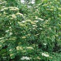 Viburnum hupehense (2)